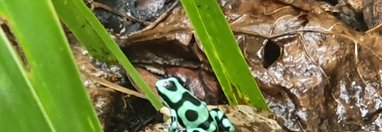 Souvenir du voyage de Sylvie, Costa Rica