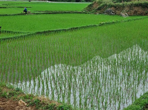 Souvenir du voyage de Vincent, Vietnam