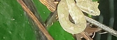 Souvenir du voyage de Anthony, Costa Rica