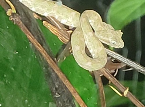 Souvenir du voyage de Anthony, Costa Rica