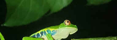 Souvenir du voyage de Anthony, Costa Rica