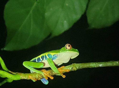 Souvenir du voyage de Anthony, Costa Rica