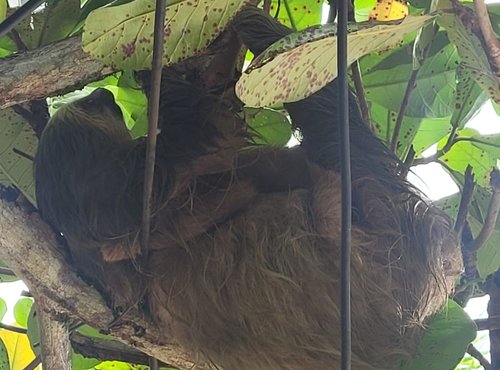 Souvenir du voyage de Anthony, Costa Rica