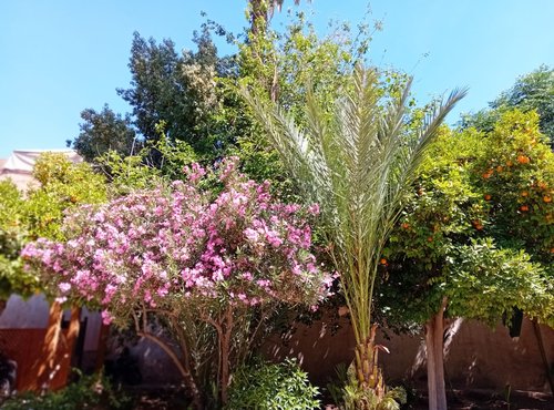 Souvenir du voyage de Hubert, Maroc