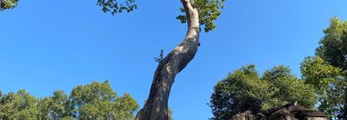 Souvenir du voyage de Eric, Cambodge