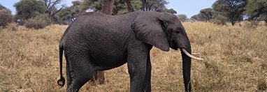 Souvenir du voyage de Nicolas, Tanzanie