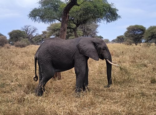 Souvenir du voyage de Nicolas, Tanzanie
