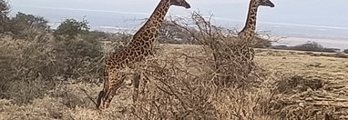 Souvenir du voyage de Nicolas, Tanzanie