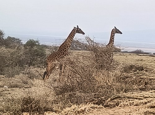 Souvenir du voyage de Nicolas, Tanzanie