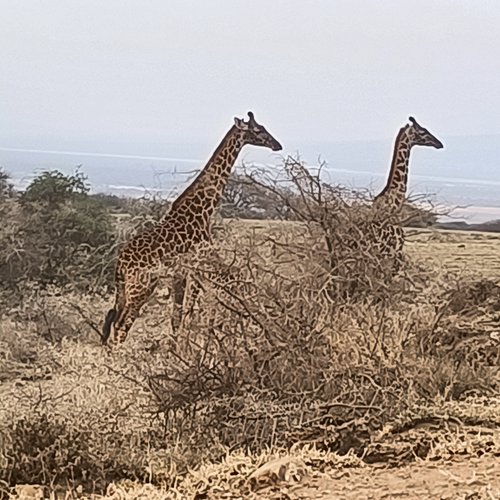 Souvenir du voyage de Nicolas, Tanzanie