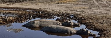 Souvenir du voyage de Nicolas, Tanzanie