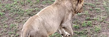 Souvenir du voyage de Nicolas, Tanzanie