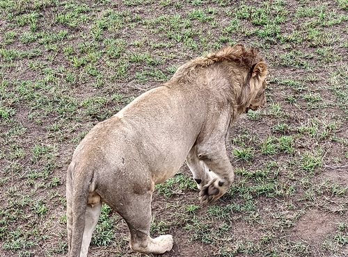 Souvenir du voyage de Nicolas, Tanzanie