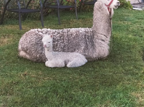 Souvenir du voyage de Michel, Equateur