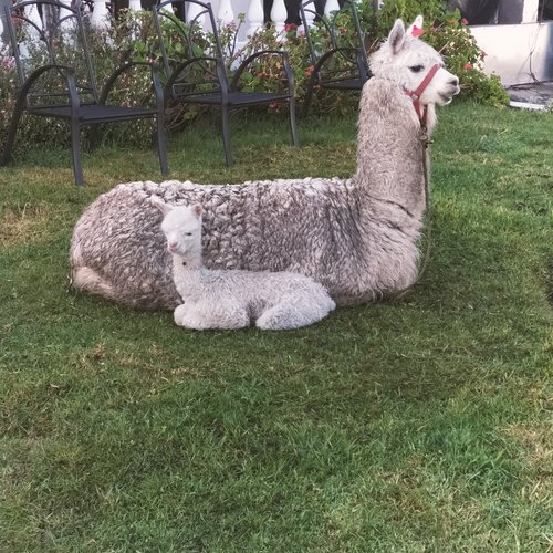 Souvenir du voyage de Michel, Equateur