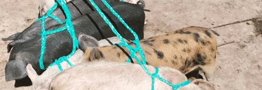 Souvenir du voyage de Michel, Equateur