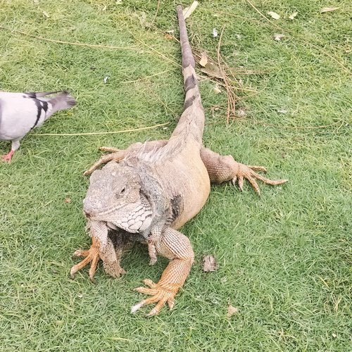 Souvenir du voyage de Michel, Equateur