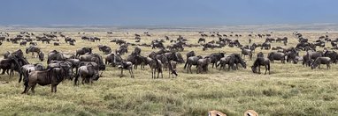 Souvenir du voyage de Gilles, Tanzanie