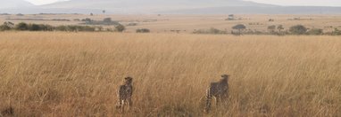 Souvenir du voyage de Michel, Kenya