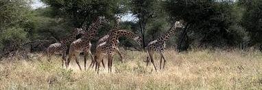 Souvenir du voyage de Gilles, Tanzanie
