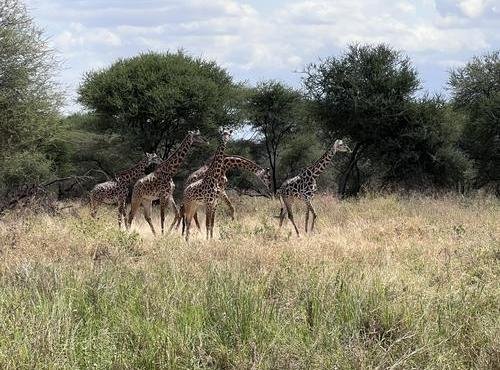 Souvenir du voyage de Gilles, Tanzanie