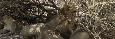 Souvenir du voyage de Max, Namibie