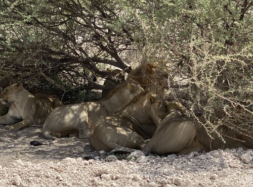 Souvenir du voyage de Max, Namibie