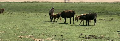 Souvenir du voyage de Jordan, Mongolie