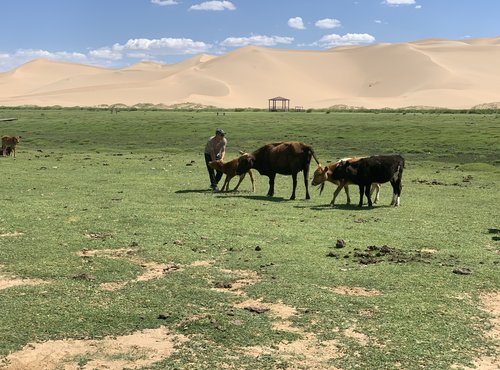 Souvenir du voyage de Jordan, Mongolie