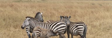 Souvenir du voyage de Michel, Kenya
