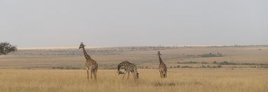 Souvenir du voyage de Michel, Kenya