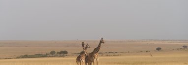 Souvenir du voyage de Michel, Kenya