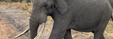 Souvenir du voyage de Patricia, Tanzanie