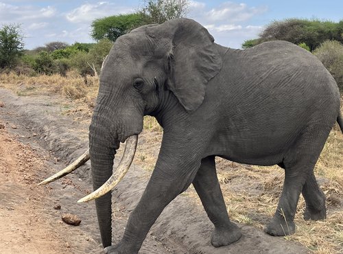 Souvenir du voyage de Patricia, Tanzanie