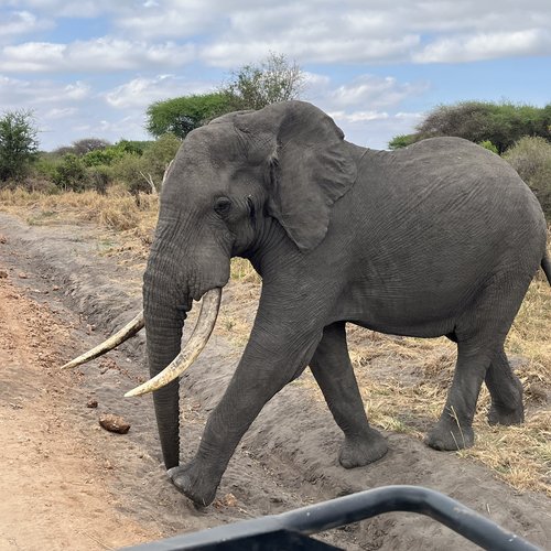 Souvenir du voyage de Patricia, Tanzanie