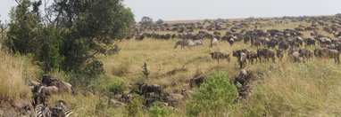 Souvenir du voyage de Michel, Kenya