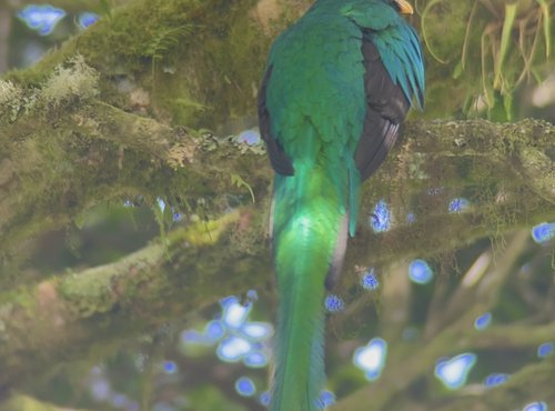 Souvenir du voyage de Catherine, Costa Rica