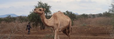 Souvenir du voyage de Michel, Kenya