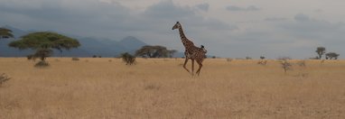Souvenir du voyage de Michel, Kenya