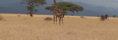 Souvenir du voyage de Michel, Kenya