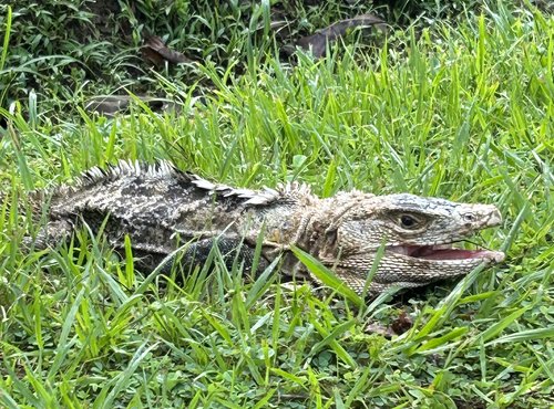 Souvenir du voyage de Catherine, Costa Rica