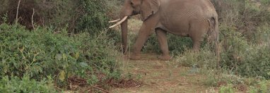 Souvenir du voyage de Michel, Kenya