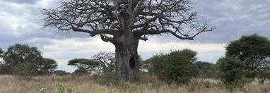 Souvenir du voyage de Gilles, Tanzanie
