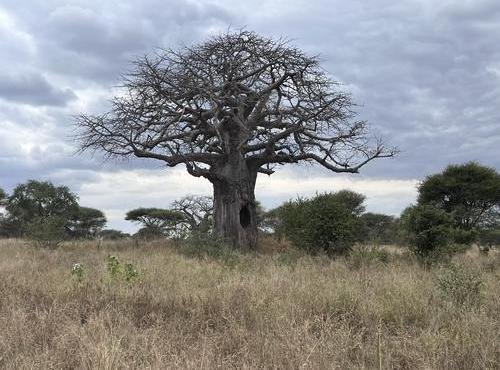Souvenir du voyage de Gilles, Tanzanie