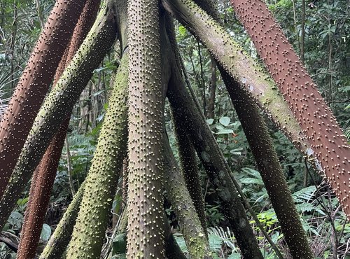 Souvenir du voyage de Aurelien, Colombie