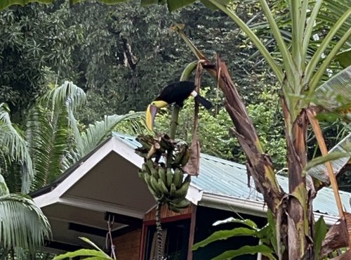 Souvenir du voyage de Catherine, Costa Rica