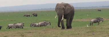 Souvenir du voyage de Michel, Kenya