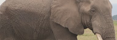 Souvenir du voyage de Michel, Kenya