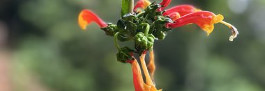 Souvenir du voyage de Catherine, Costa Rica