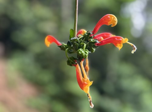 Souvenir du voyage de Catherine, Costa Rica